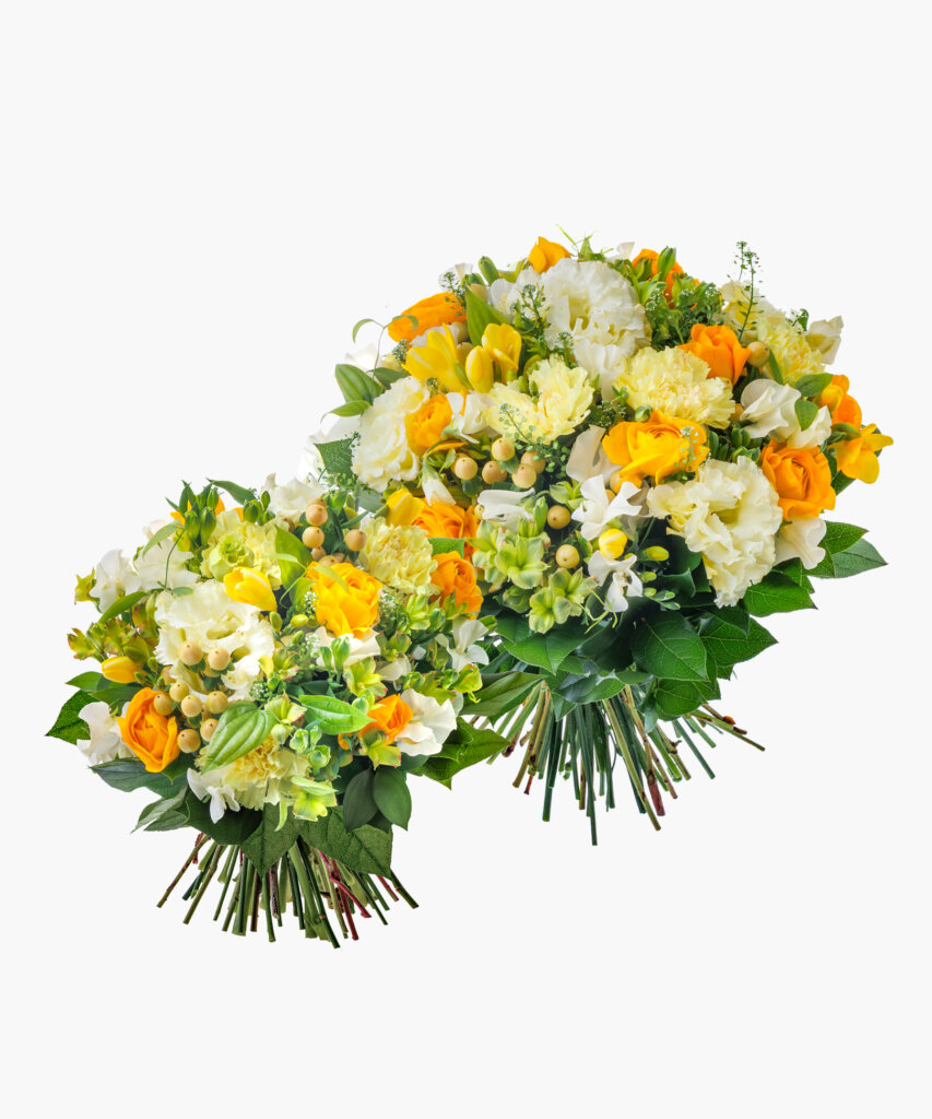 Morning Light (モーニング ライト)