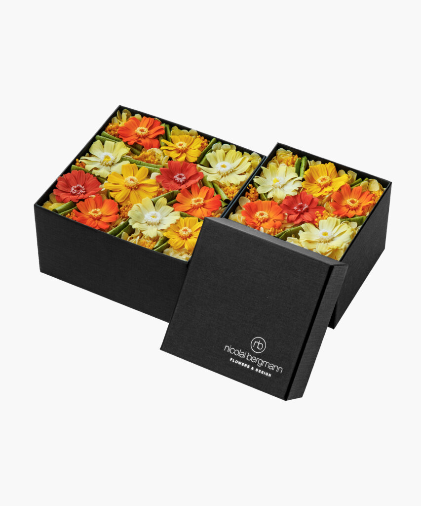 Sunny Zinnia (サニー ジニア)