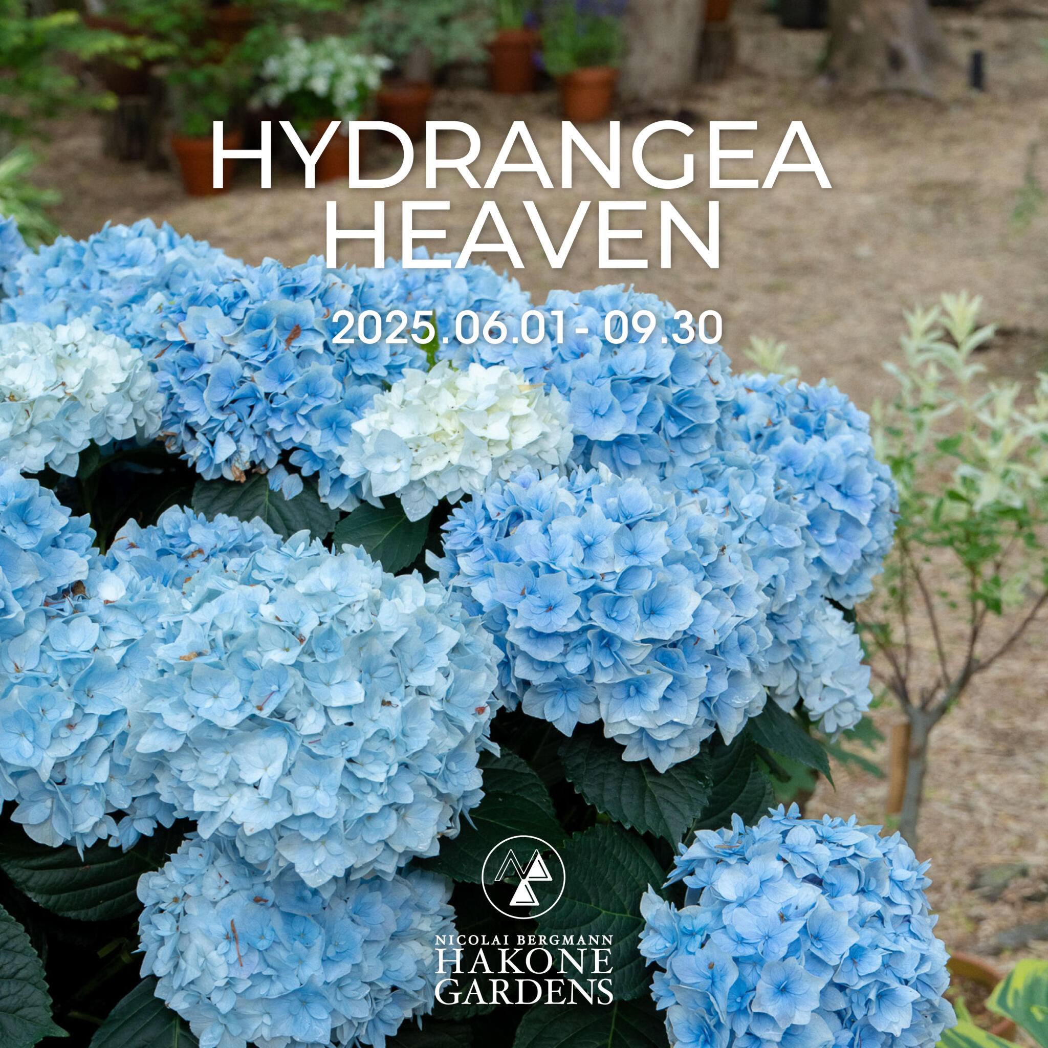 青白天門　まえはら ニコライ バーグマン 箱根 ガーデンズ: 紫陽花が美しく咲き誇る季節が