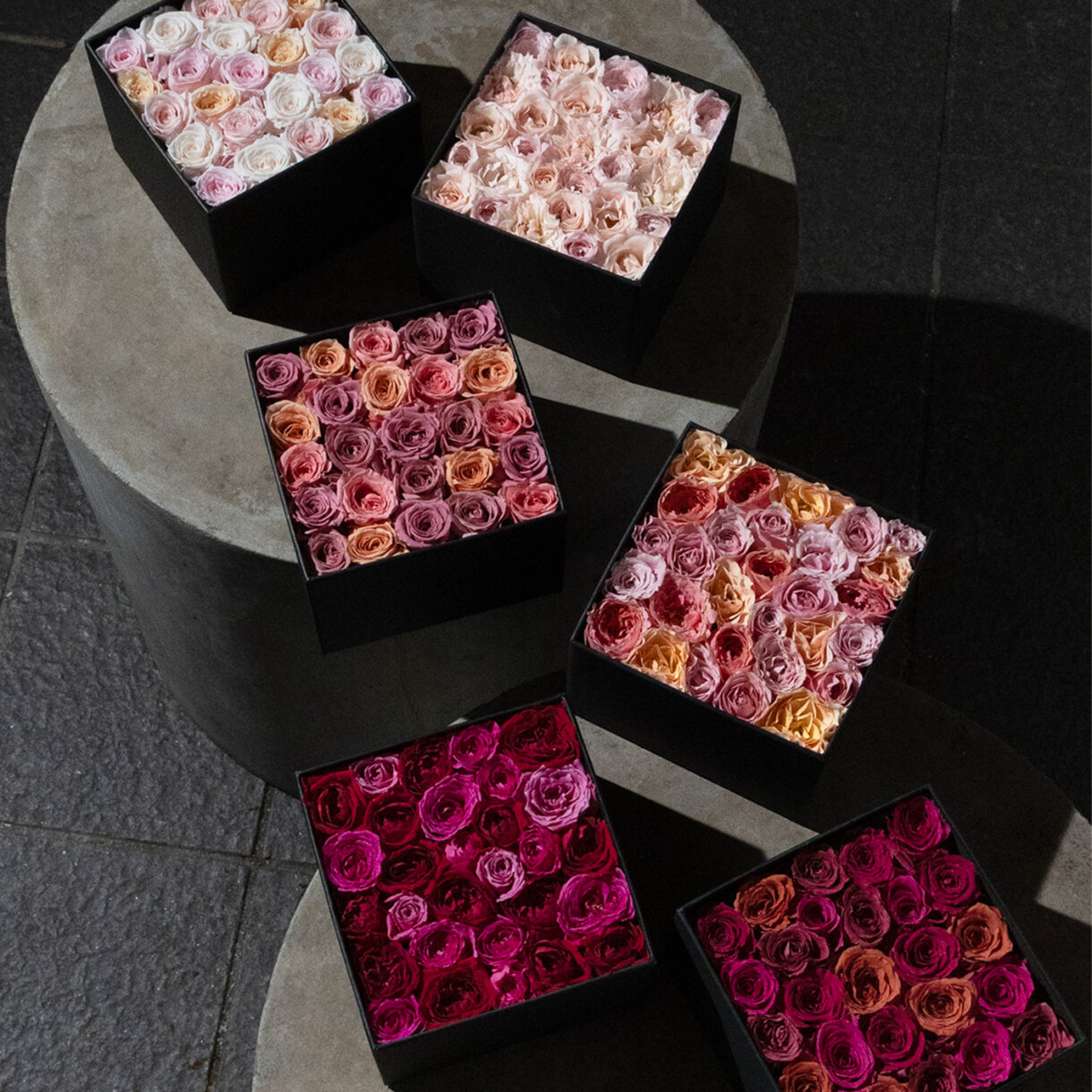 Autumn Limited Rose Collection 2025